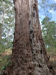Eucalyptus pilularis