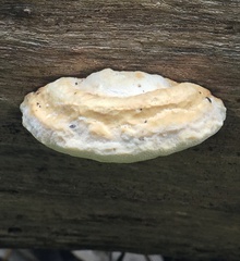 Truncospora ochroleuca