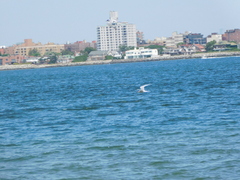 Sterna hirundo