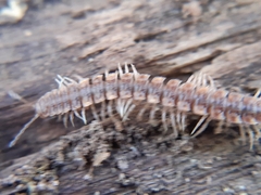 Polydesmus complanatus