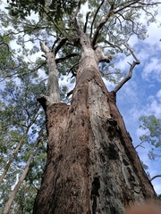 Eucalyptus pilularis