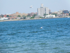 Sterna hirundo