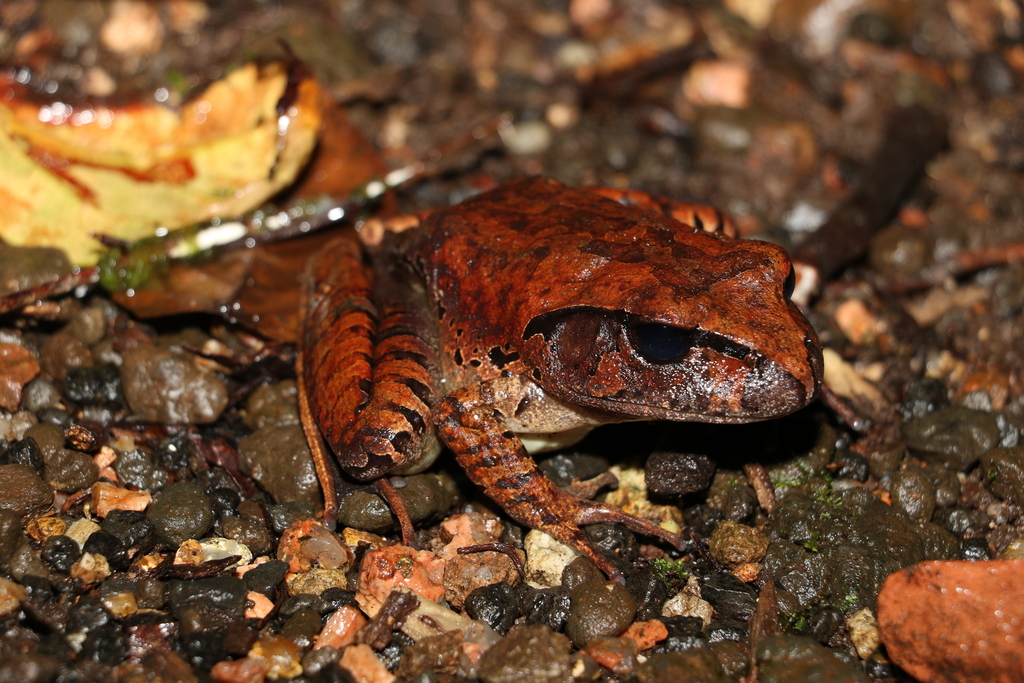 Northern Barred Frog