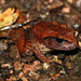 Northern Barred Frog - Photo (c) Greg Tasney, some rights reserved (CC BY-SA), uploaded by Greg Tasney