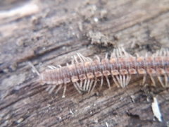Polydesmus complanatus