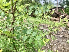 Bursera laxiflora