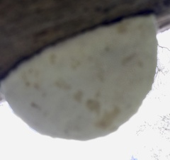 Truncospora ochroleuca