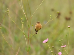 Empidonax fulvifrons