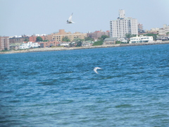 Sterna hirundo