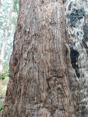 Eucalyptus pilularis
