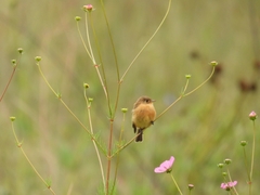 Empidonax fulvifrons