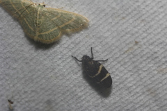 Aeneolamia albofasciata