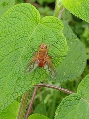 Tachininae