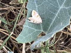 Diastema tigris