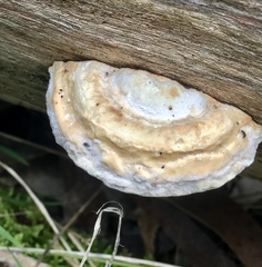 Truncospora ochroleuca