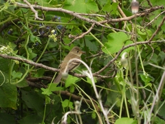 Empidonax albigularis