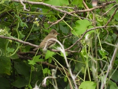 Empidonax albigularis