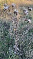 Cirsium serrulatum