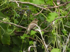 Empidonax albigularis