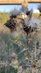 Cirsium serrulatum