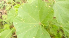 Malva parviflora