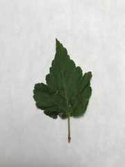 Physocarpus capitatus
