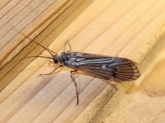 Dicosmoecus
