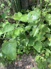 Jatropha cordata