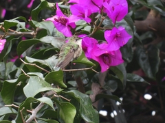 Selasphorus calliope