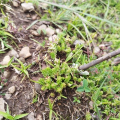 Sedum moranense