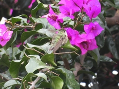 Selasphorus calliope