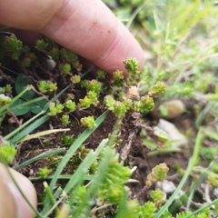 Sedum moranense