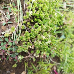 Sedum moranense