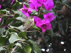 Selasphorus calliope