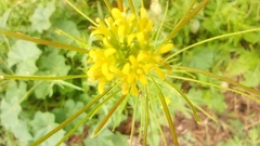 Sisymbrium irio