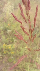 Sorghum halepense