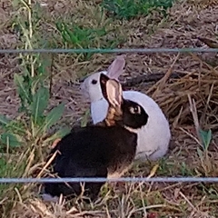 Oryctolagus cuniculus domesticus