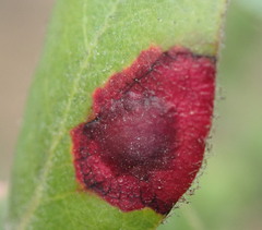 Exobasidium arctostaphyli