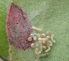 Exobasidium arctostaphyli