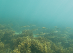 Helotes octolineatus