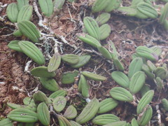 Dendrobium linguiforme