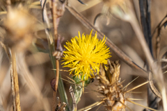 Centaurea solstitialis