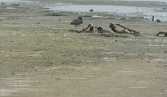 Haematopus palliatus