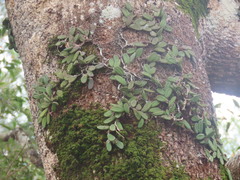 Dendrobium linguiforme