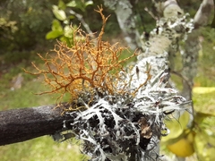 Teloschistes exilis