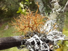 Teloschistes exilis