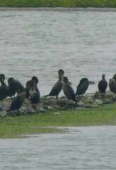 Nannopterum brasilianum