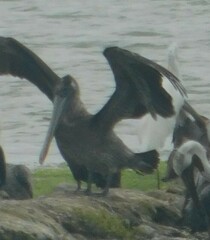 Pelecanus occidentalis