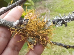 Teloschistes exilis