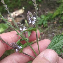 Verbena carolina